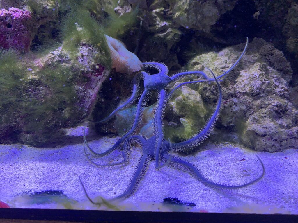 Brittle Star