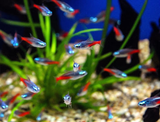 Cardinal Tetras