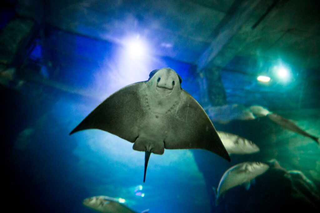 Eagle Ray