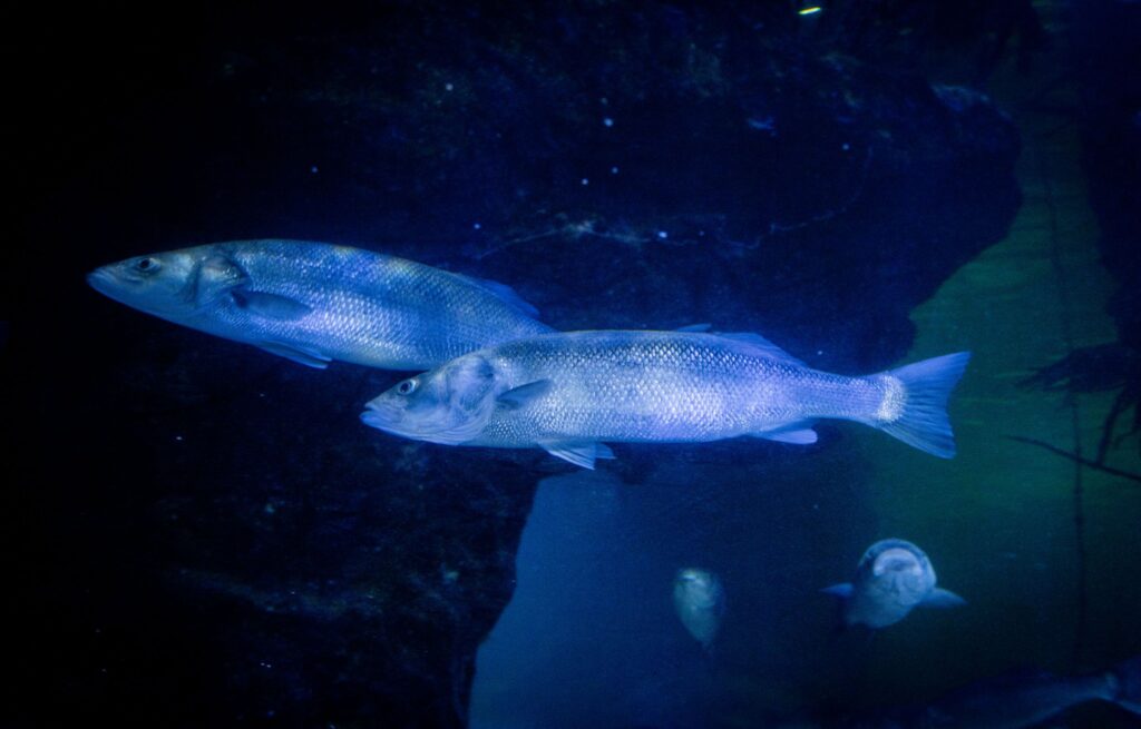 DEEP SEA WORLD WELCOMES 400-STRONG SEABASS SHOAL