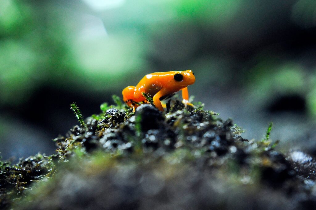 Golden Mantella