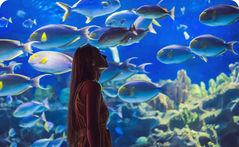 Sharks, Rays & Millions of Years of Evolution | A Sharks Tail