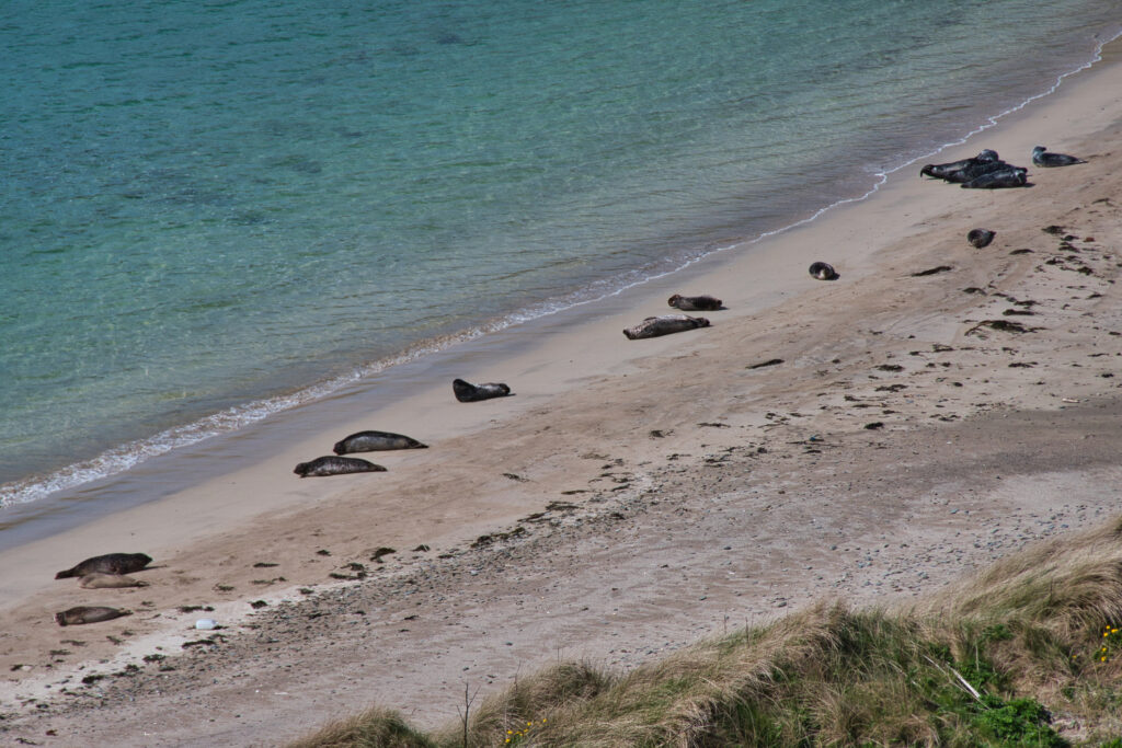 Many seals on a remote, sandy beach in the Bay of Scousburgh in southern Shetland, UK. Taken in spring.