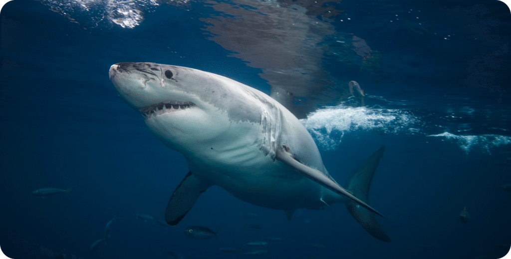 The Truth About Jaws