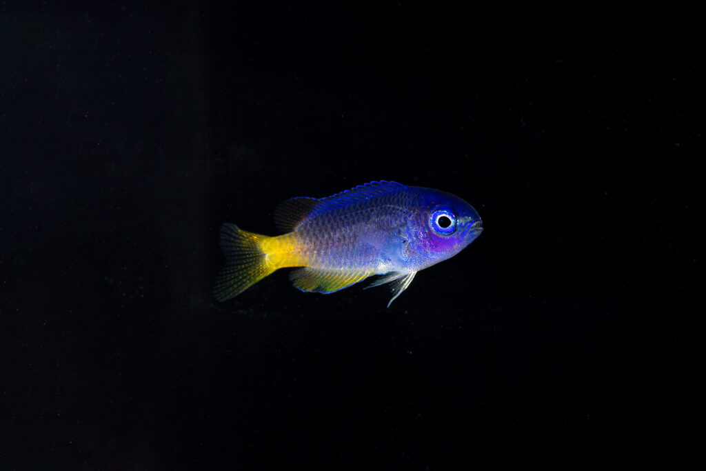 Damselfish