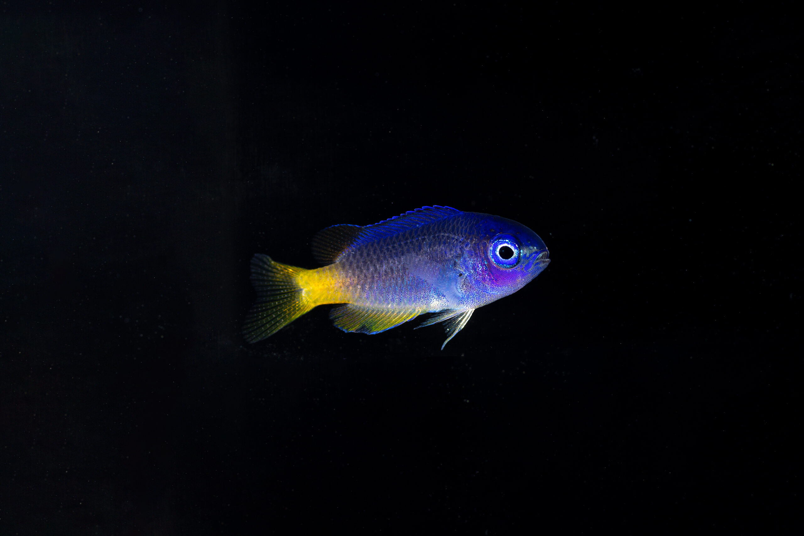 Photo of Neon damsel, a juvenile saltwater fish, against a black background.