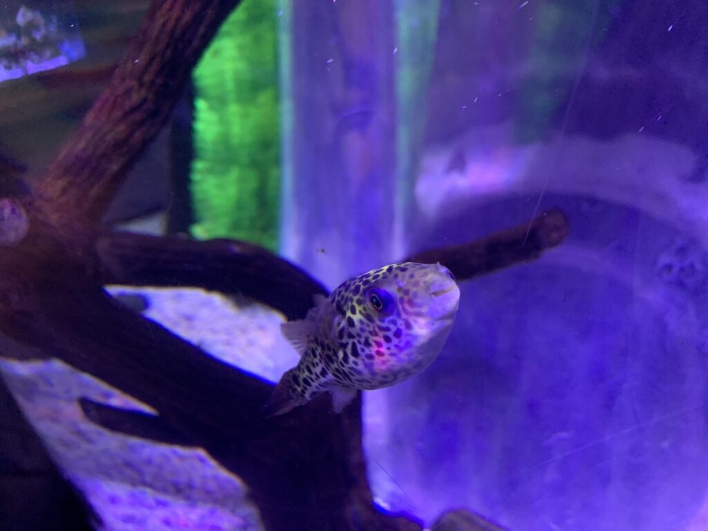Green Spotted Pufferfish