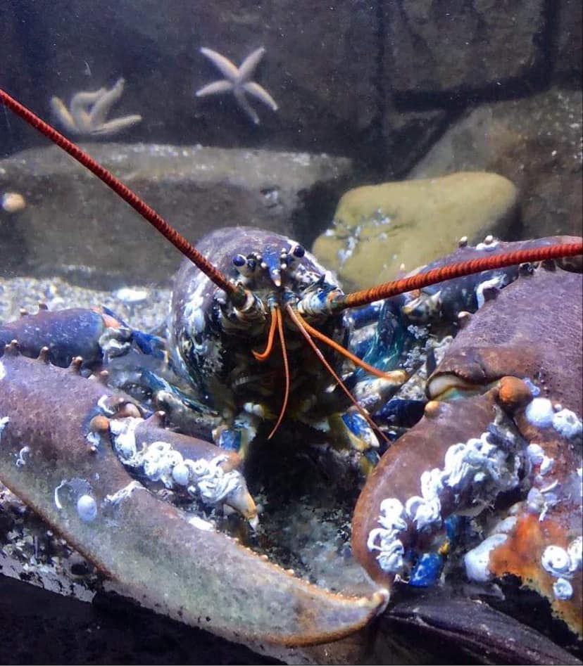 European Lobster