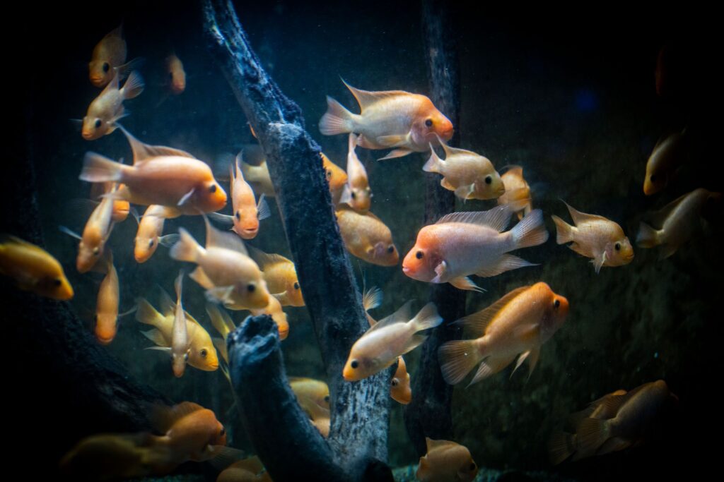 Why do fish swim in schools?