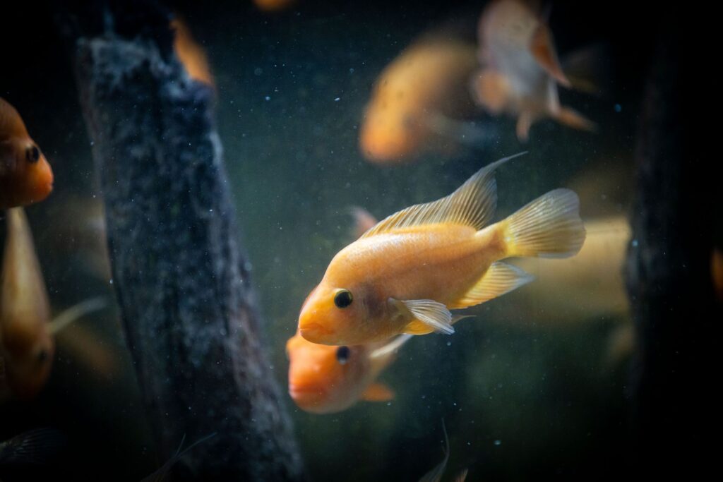 Midas Cichlid
