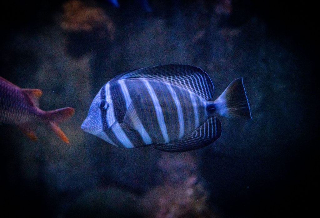 A Guide to Animal Classification