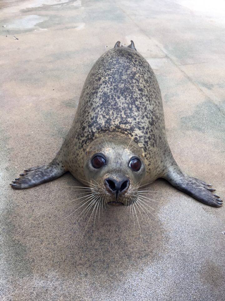 seal image 4