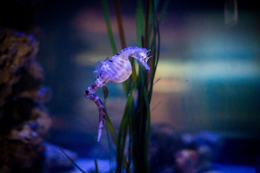 A History of British Wildlife Discoveries