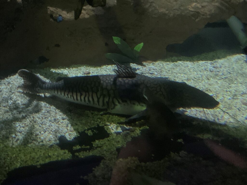 Tiger Shovelnose Catfish