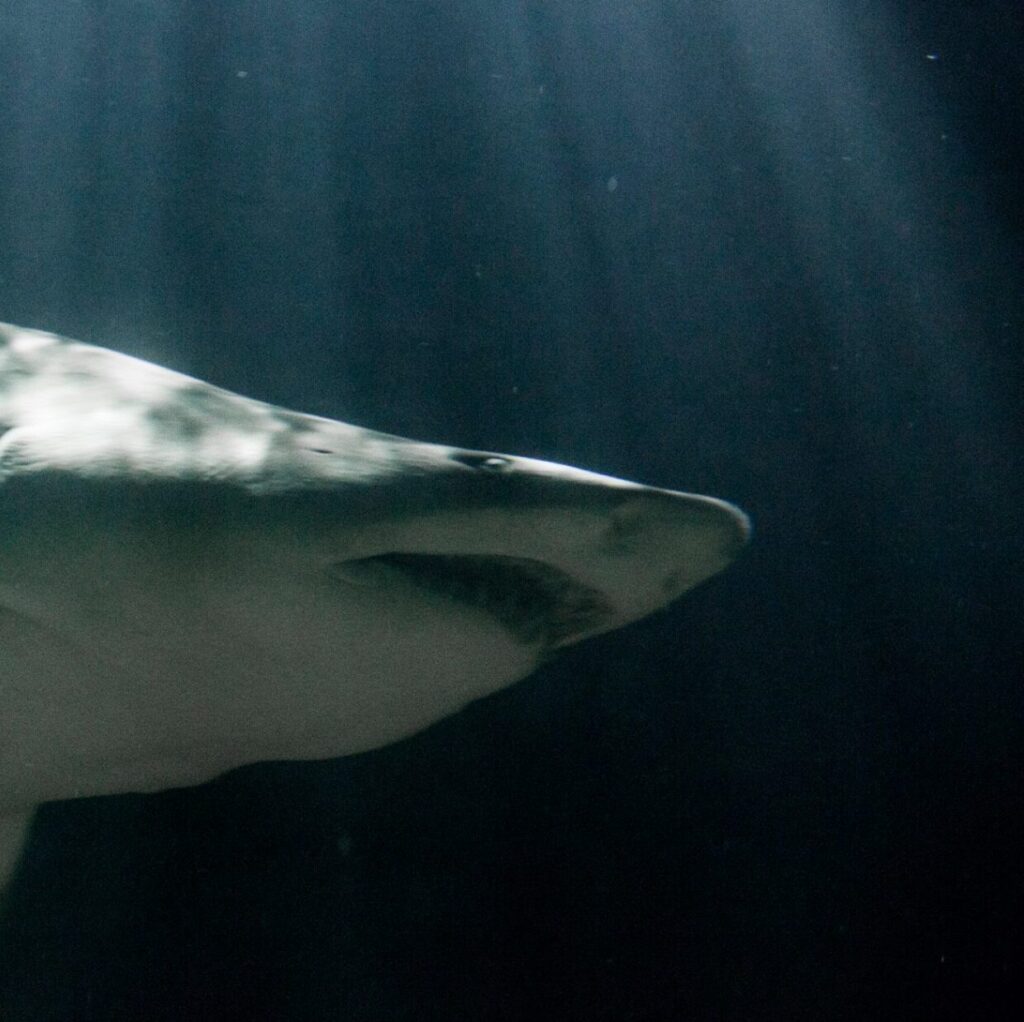 Sand Tiger Shark