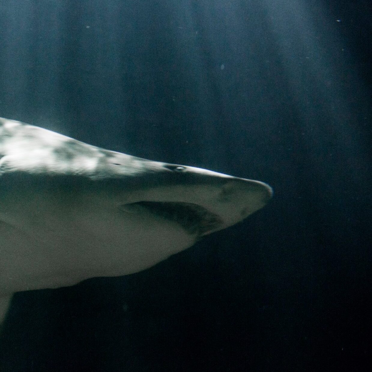 Sand Tiger Shark - Featured Image