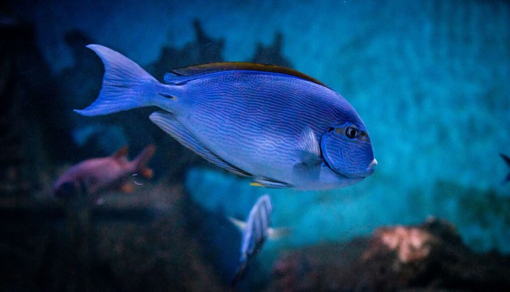 Elongated Surgeonfish