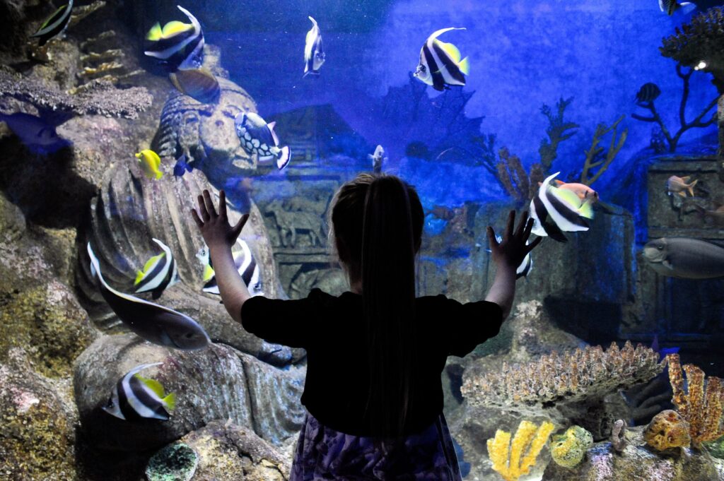 ‘WILD ABOUT SCOTLAND’ BUS