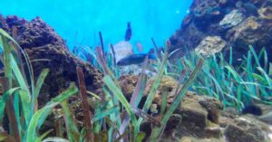 ALGAS Y PLANTAS MARINAS