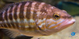 LA REPRODUCCIÓN DE LOS PECES