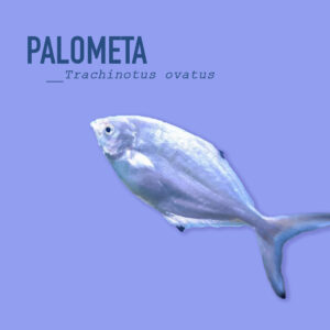 DESCUBRIENDO LA PLAYA