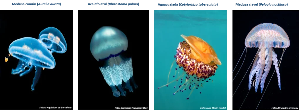 Medusas Mediterraneo