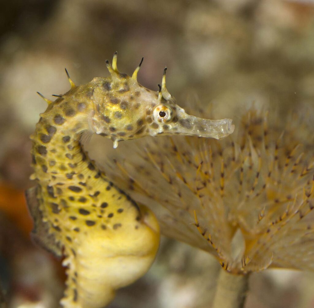 Hippocampus abdominalis