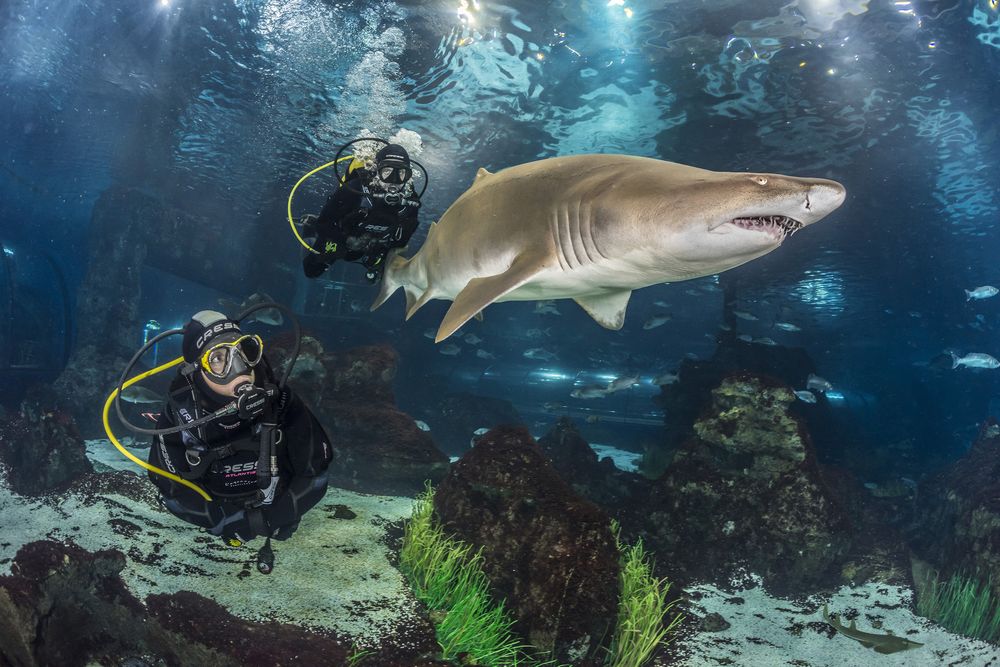 INMERSION-CON-TIBURONES_001