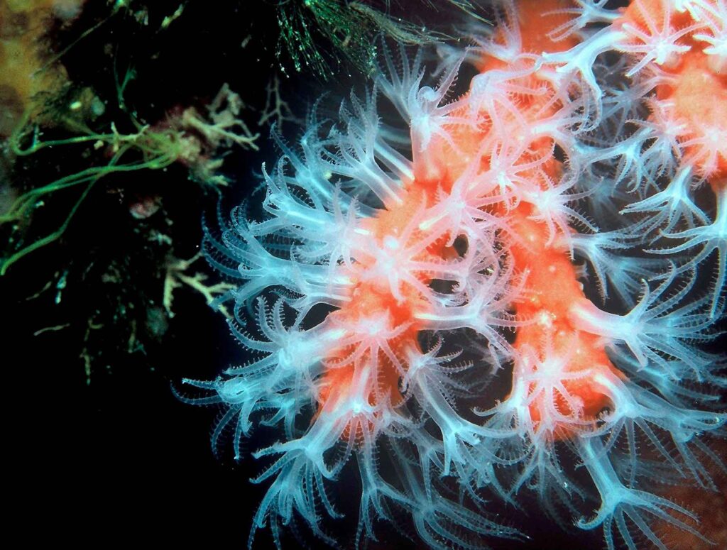 Corallium-rubrum-(1)