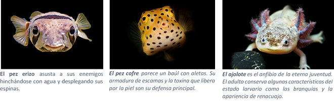 Curiosas Criaturas 2022