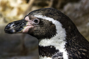 DÍA DE LA CONCIENCIACIÓN DEL PINGÜINO