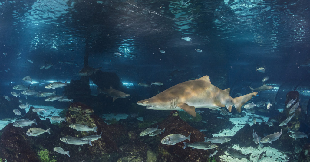 Dia Mundial de l'Aigua a L'Aquàrium de Barcelona