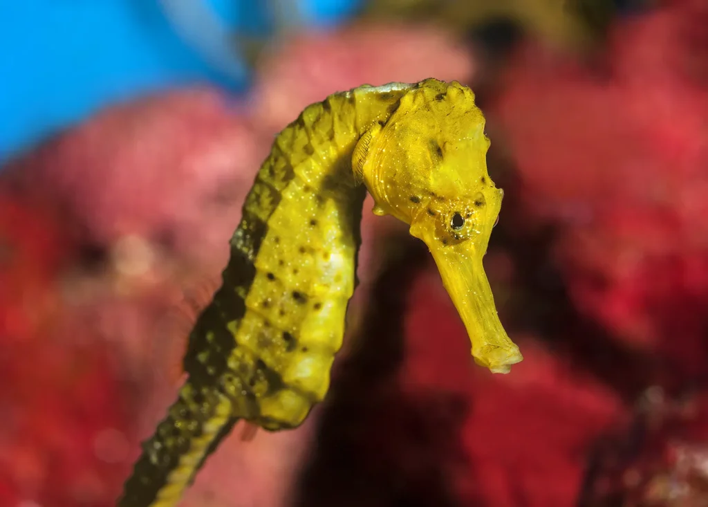 Primer plano de un caballito de mar amarillo sobre un fondo marino con corales rojos, observado en su entorno natural.