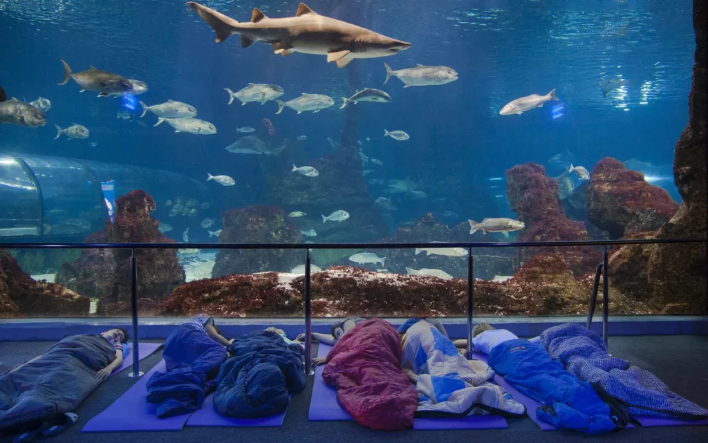 Niños descansan en sacos de dormir frente a un acuario mientras observan tiburones durante una actividad nocturna.