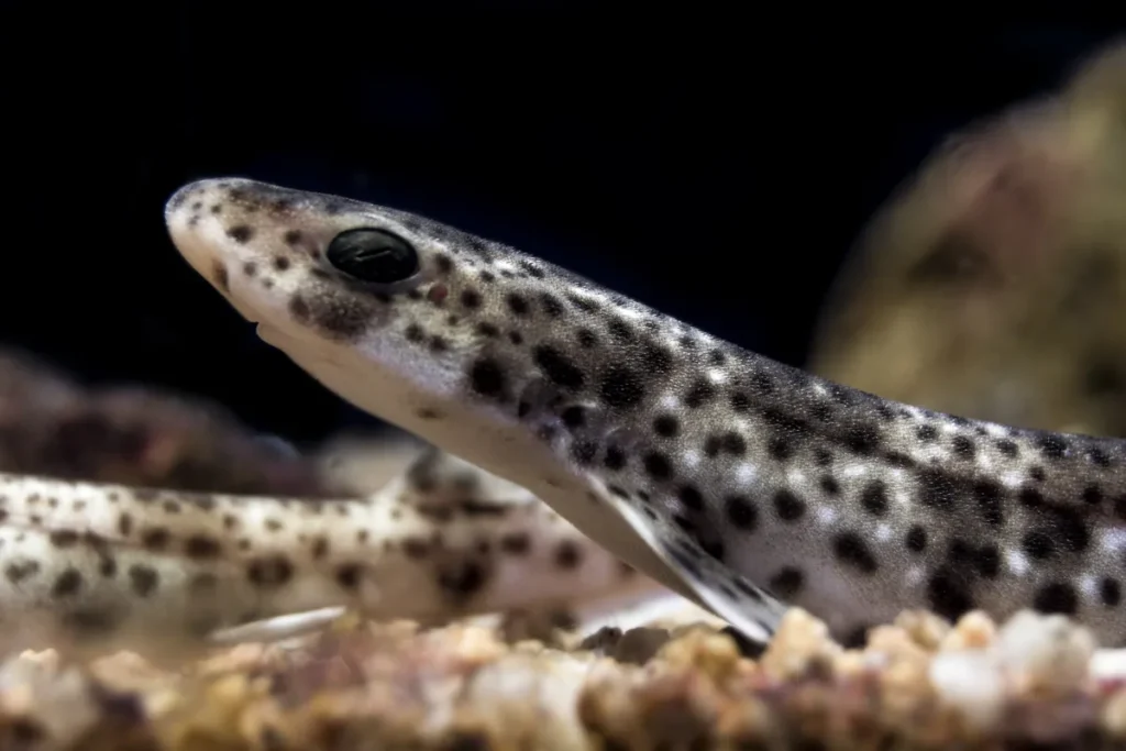 Primer plano de un tiburón joven sobre fondo rocoso observado durante una actividad de investigación marina.