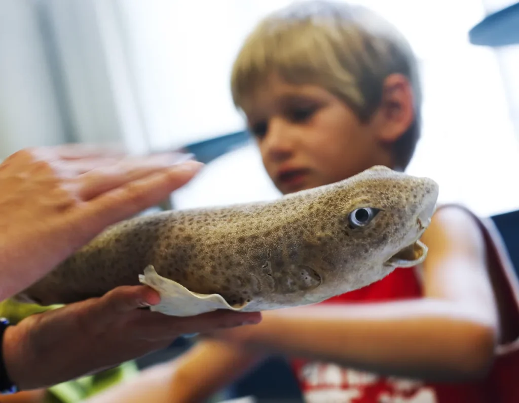 Un niño observa un pequeño tiburón con cuidado mientras participa en una actividad educativa sobre animales marinos.