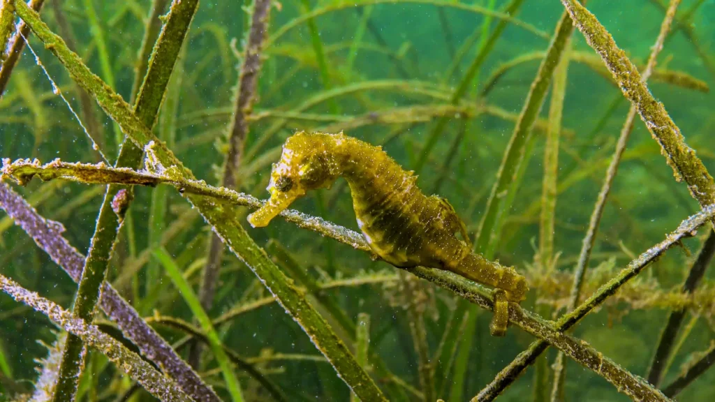 Seahorse Hippocampus