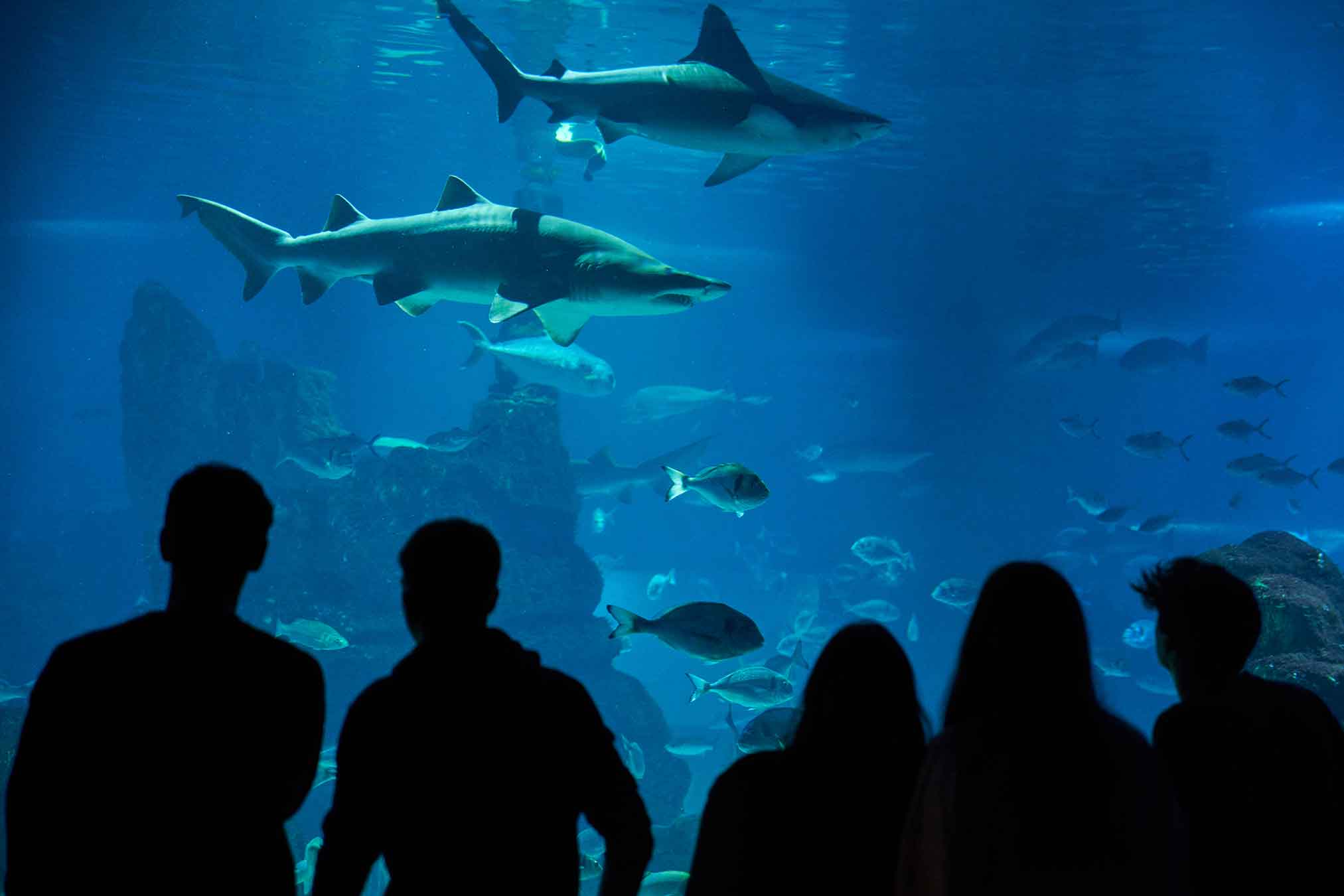 Visitantes recorren el panel acrílico del Oceanario de L’Aquàrium de Barcelona, rodeados de tiburones y fauna mediterránea.