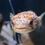 Junior Aquarist Experience