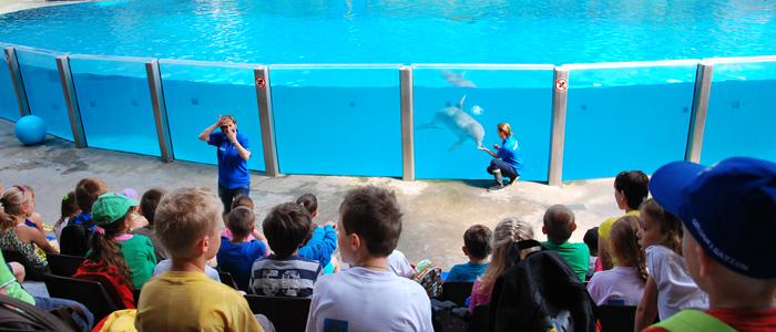 Ontdek de educatieve sessies in Boudewijn Seapark en leer alles bij over de tuimelaar, de Californische zeeleeuw en de zeezoogdieren in het algemeen.