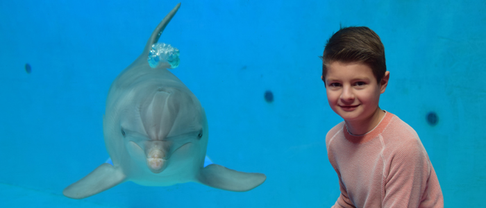 Beleef een fotosessie van jou met onze dolfijnen en maak zo je dromen waar!
