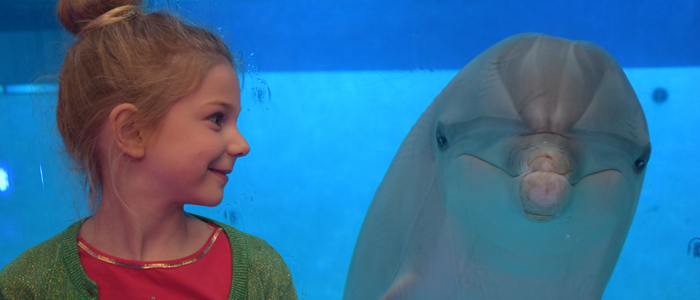 Doe een fotoshoot met onze dolfijnen en maak zo je dromen waar!