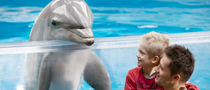 Doe een fotoshoot met onze dolfijnen en maak zo je dromen waar!