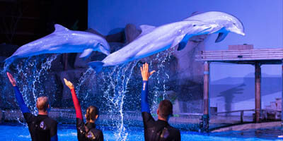 Afbeelding bij Dolphin show